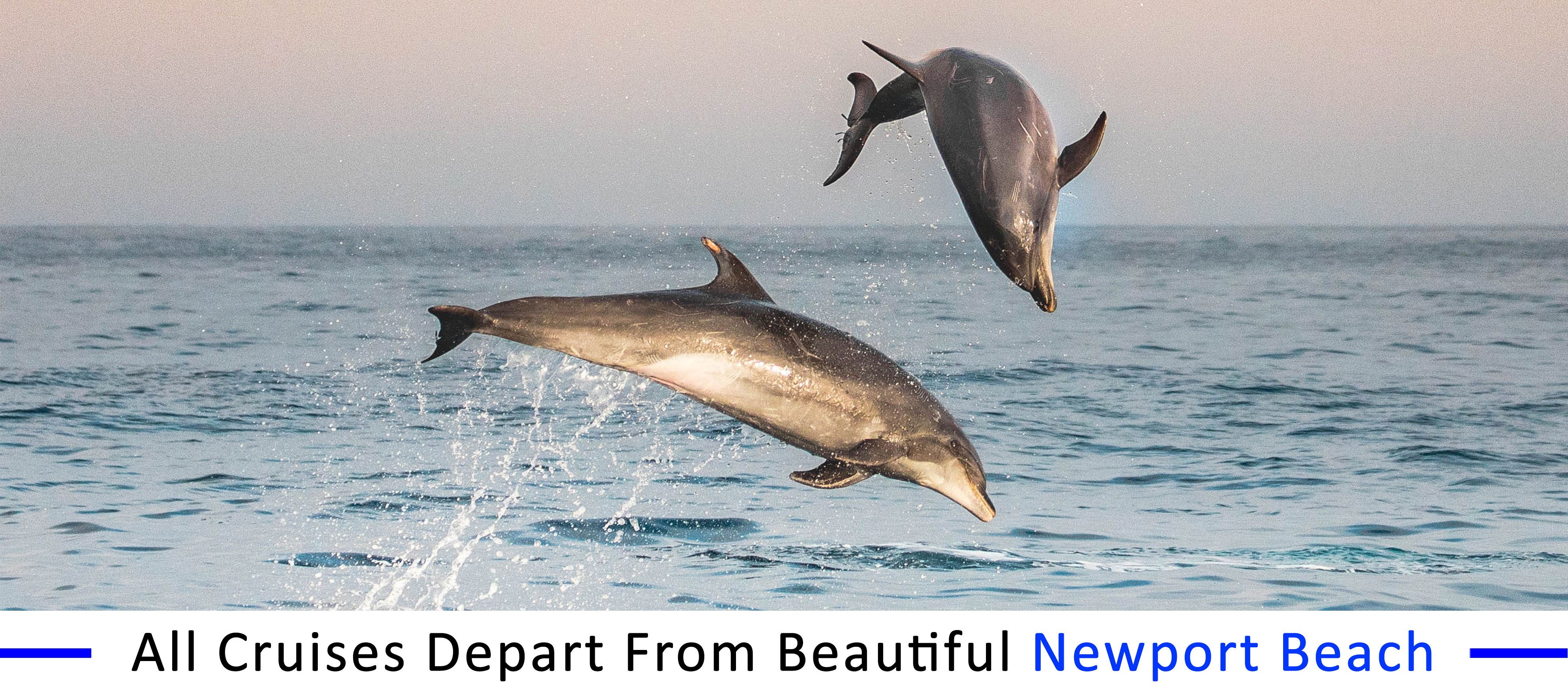 whale-watching-Marina-del-Rey inexpensive-boat-rentals-Marina-del-Rey