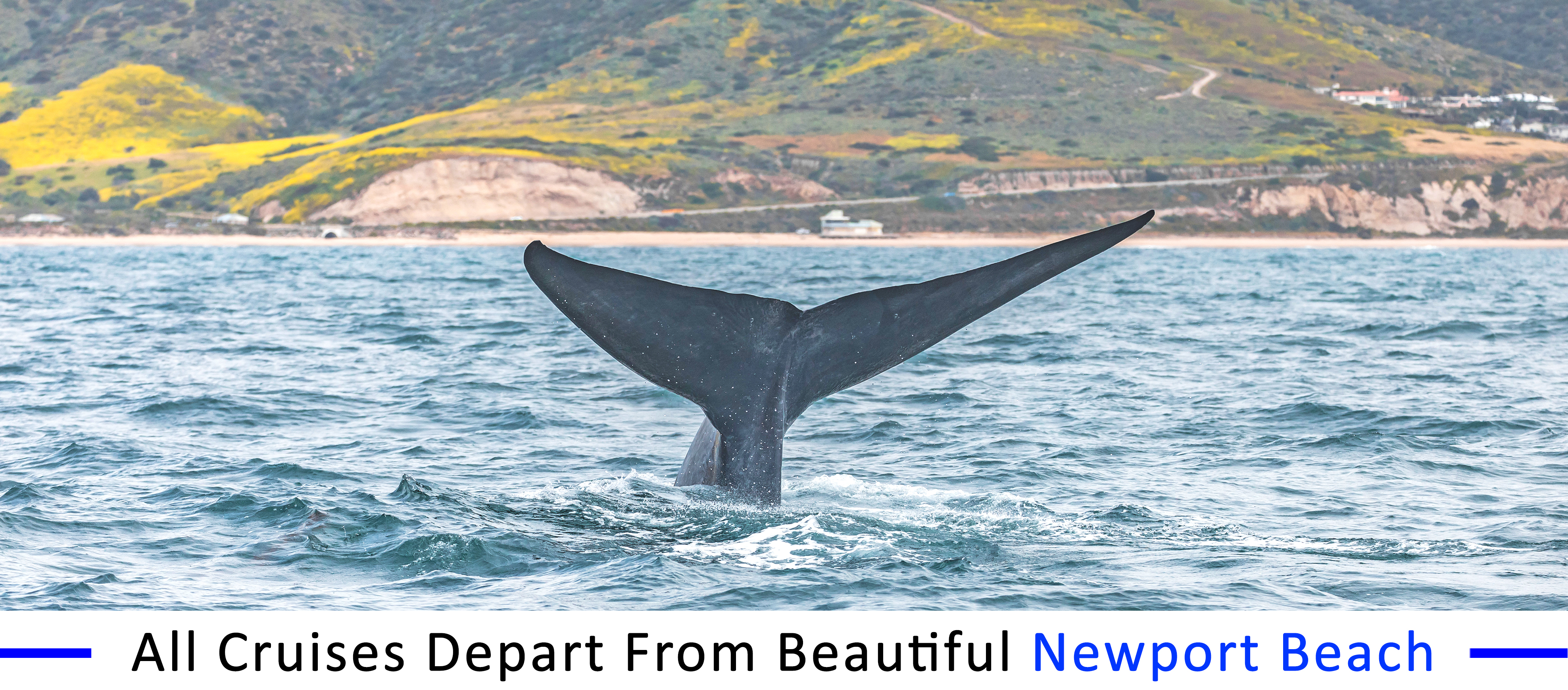 whale-watching-Marina-del-Rey Marina-del-Rey-whale